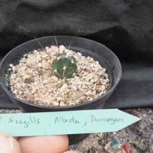 Opuntia fragilis, Alberta, Dunvegan