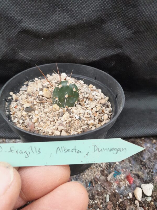 Opuntia fragilis, Alberta, Dunvegan