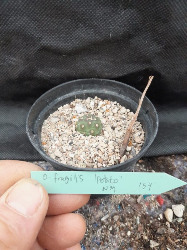 Opuntia fragilis cv Potato