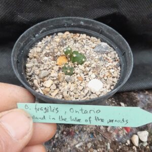 Opuntia fragilis, Ontario, Island in the Lake of the Woods