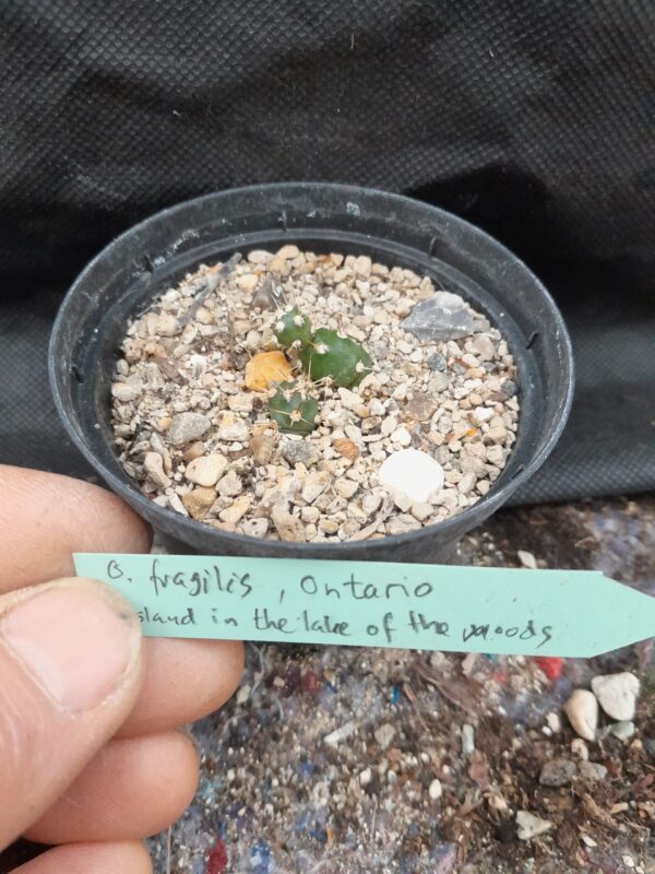 Opuntia fragilis, Ontario, Island in the Lake of the Woods