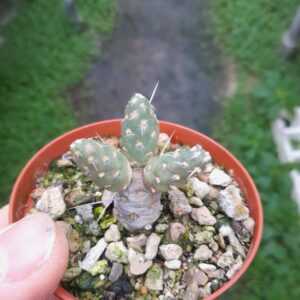 Maihueniopsis conoidea