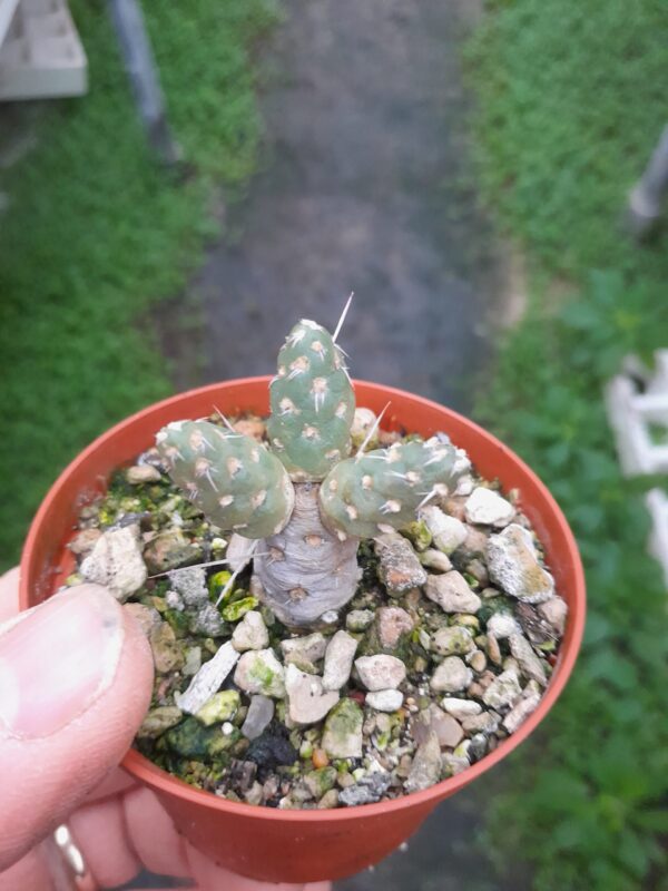 Maihueniopsis conoidea
