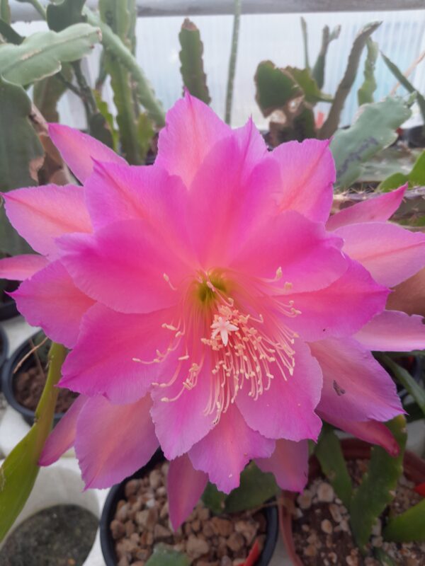Epiphyllum cv. Ambrosia