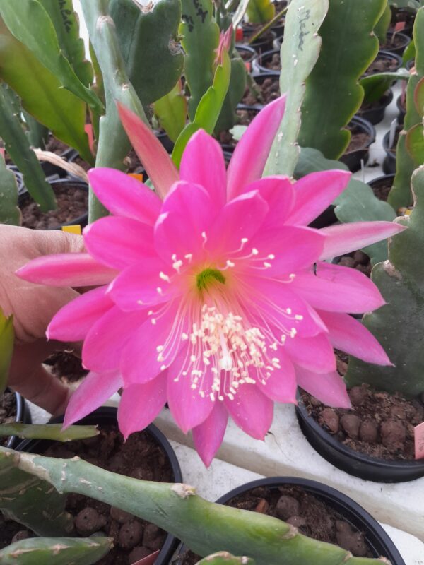 Epiphyllum cv. First Prom