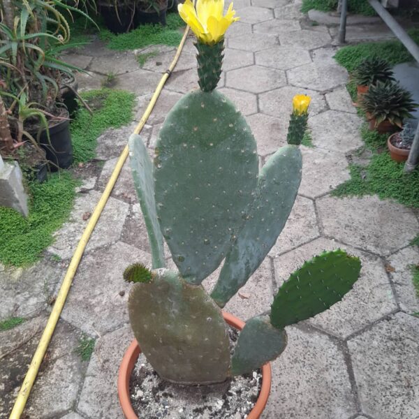 Opuntia ficus-indica - Image 2