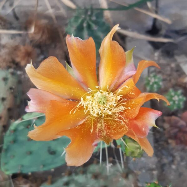 Opuntia phaeacantha cv. Orangeade - Image 2