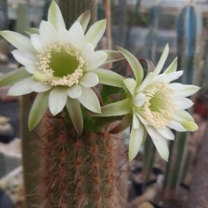 Haageocereus acranthus