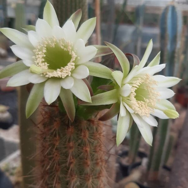 Haageocereus acranthus