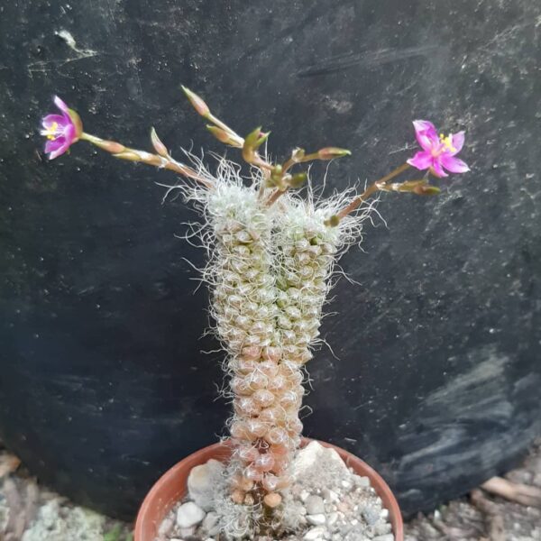 Anacampseros baeseckei