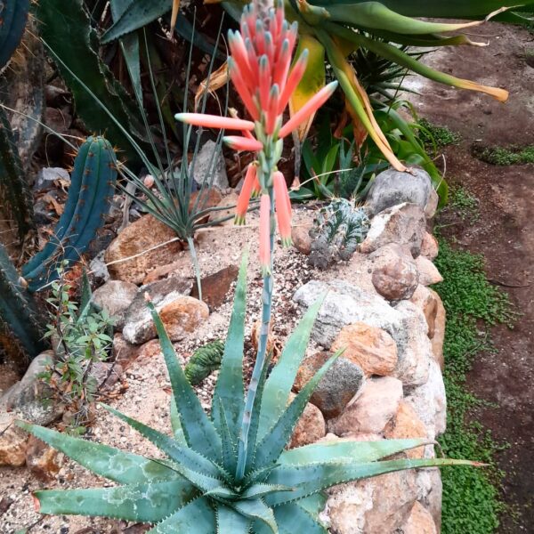 Aloe suprafoliata - Image 2
