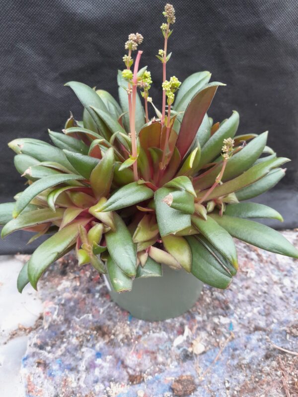Crassula orbicularis v. rosularis