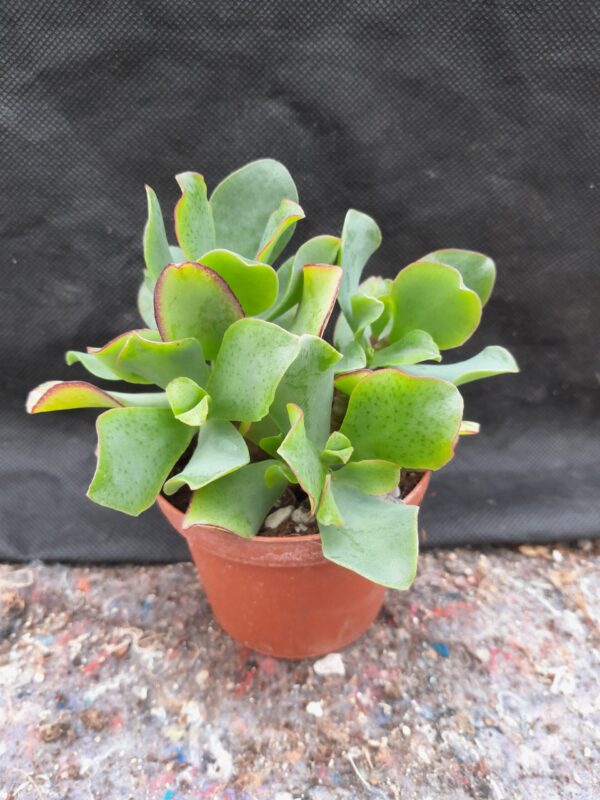 Crassula arborescens ssp. undulatifolia