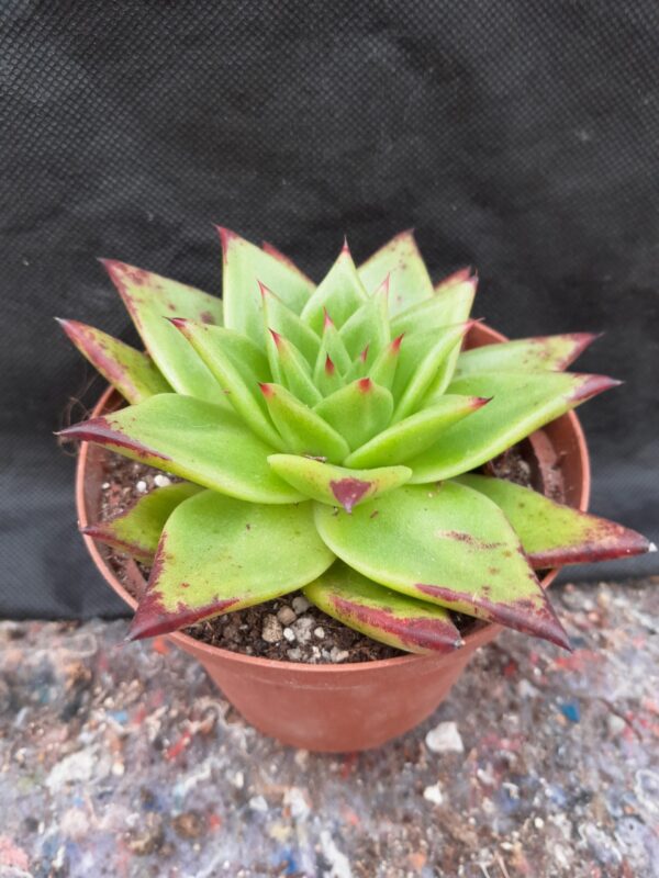 Echeveria agavoides