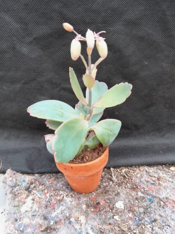 Kalanchoe fedtschenkoi
