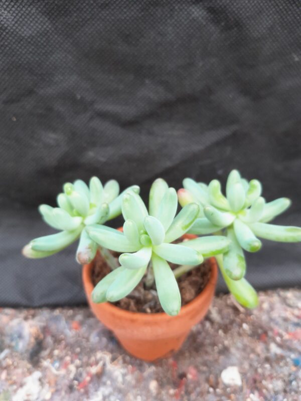 Sedum pachyphyllum