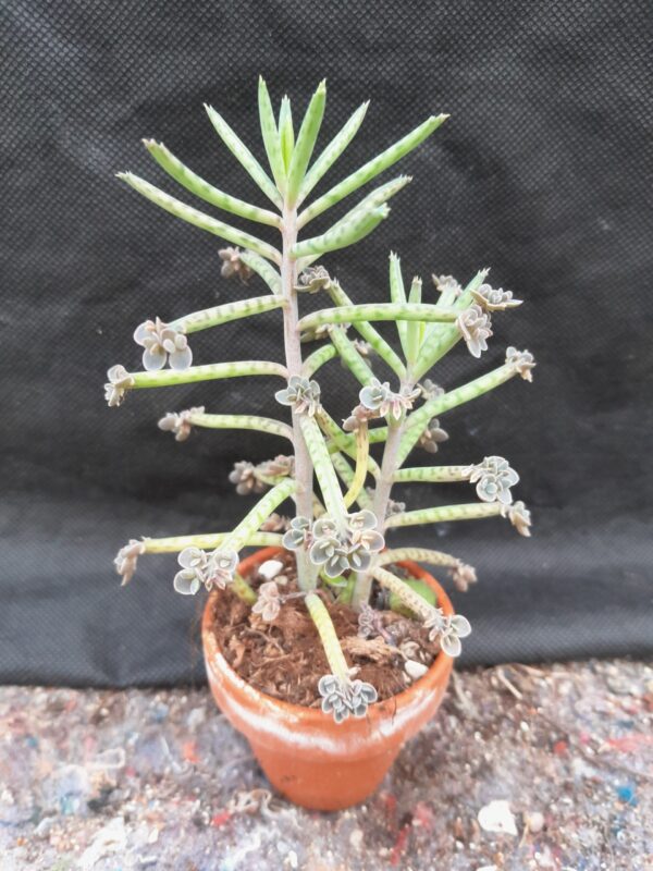 Kalanchoe delagoensis (=tubiflora)
