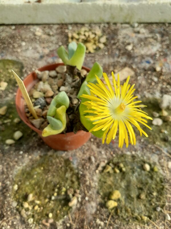 Cheiridopsis caroli-schmidtii