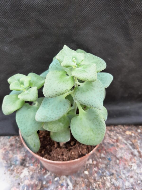 Crassula cordata