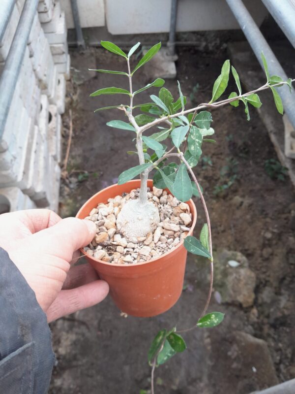 Fockea edulis