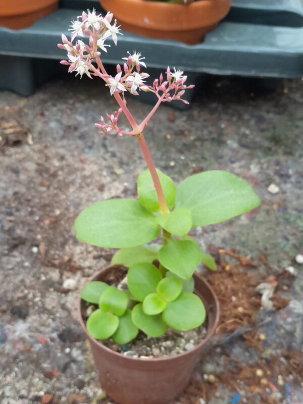 Crassula multicava