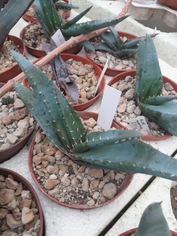 Aloe suprafoliata