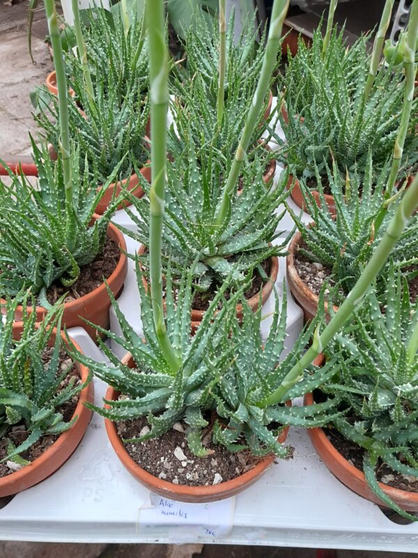 Aloe humilis