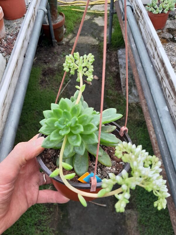 Sedum cv. Alice Evans