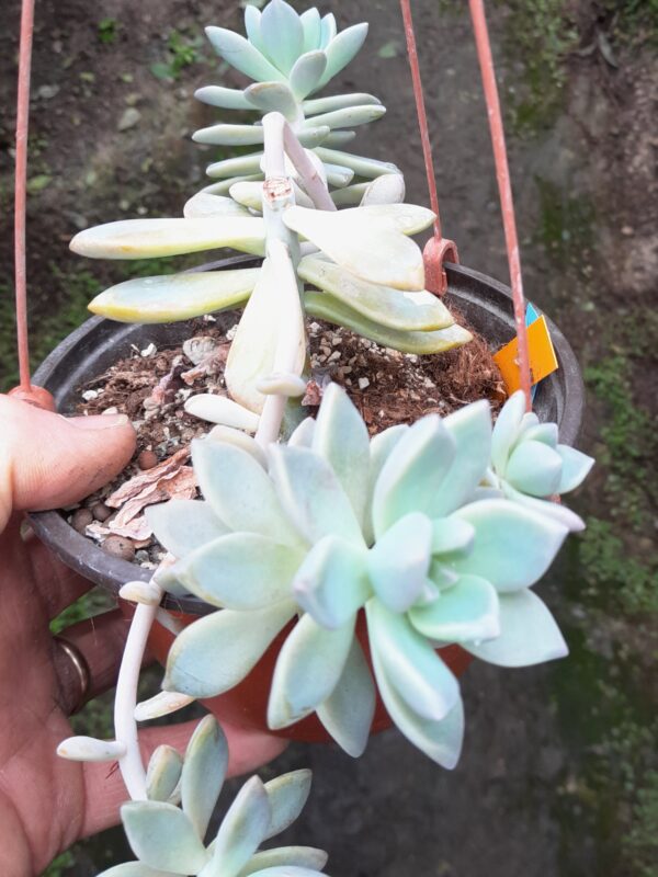 Graptopetalum cv. Supreme