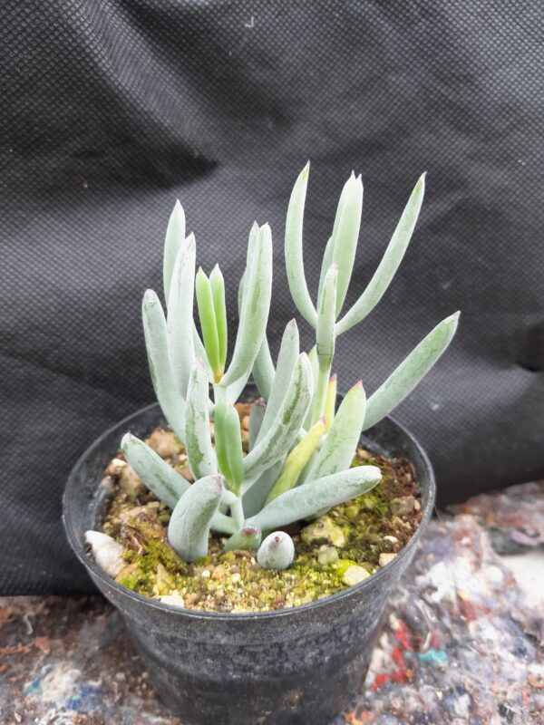 Cotyledon orbiculata fa. teretifolia