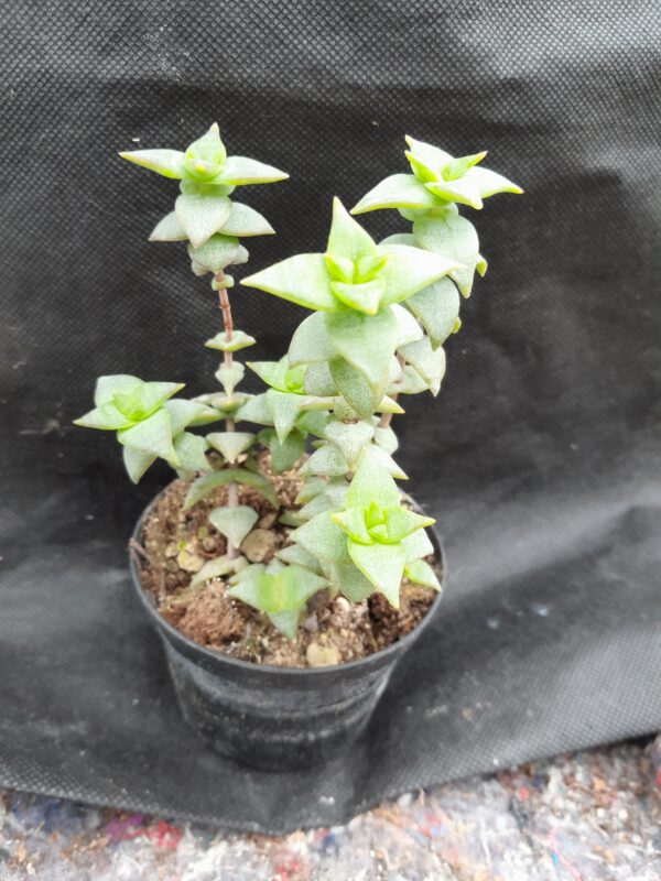 Crassula perforata
