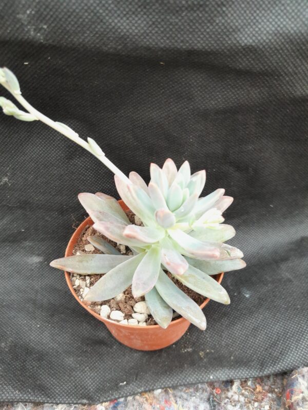 Graptosedum cv Francesco Baldi