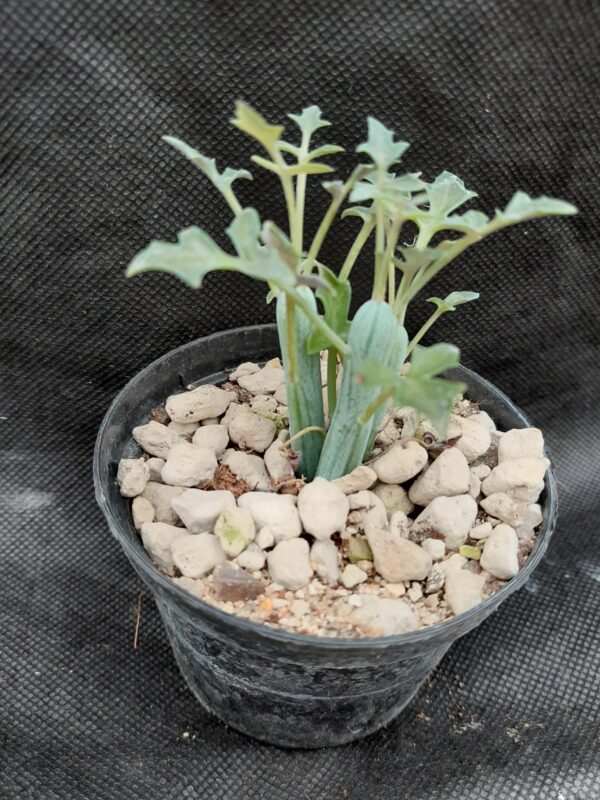 Senecio articulatus