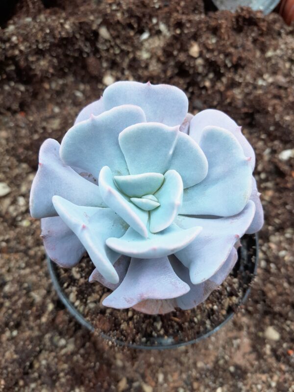 Echeveria cv Cubic Frost