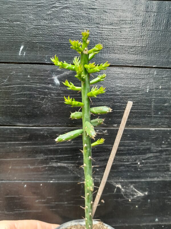 Cylindropuntia leptocaulis