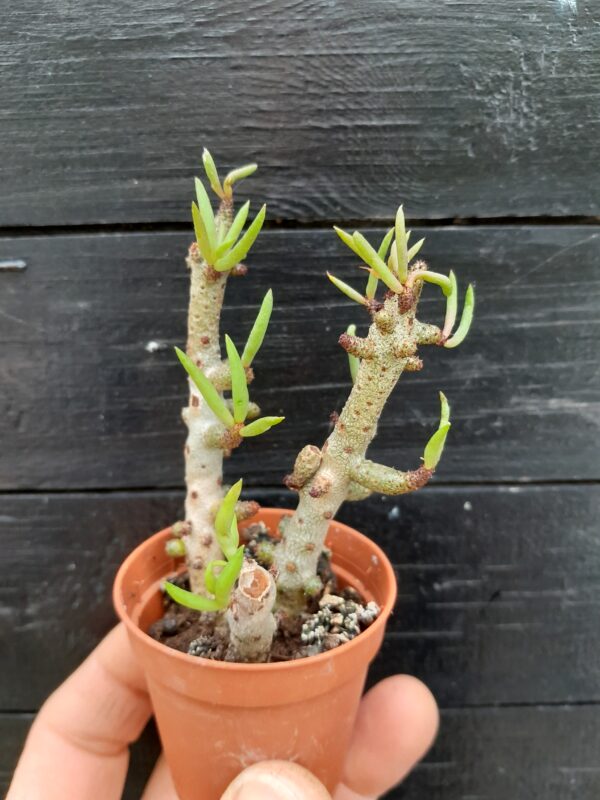 Tylecodon buchholzianus