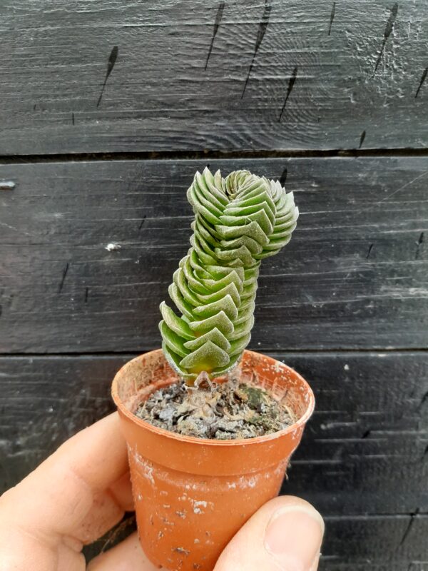 Crassula cv. Buddhas Temple