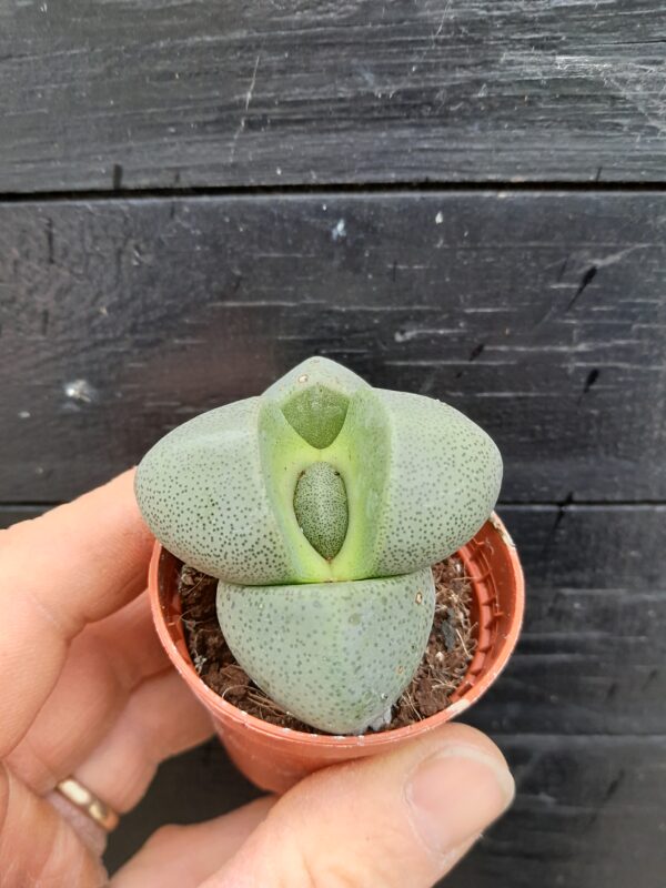 Pleiospilos nelii - Image 2