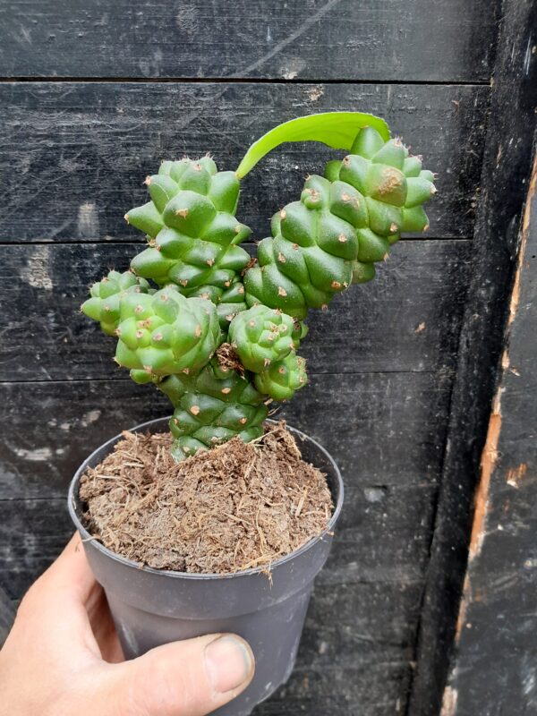 Euphorbia ritchiei