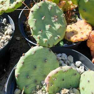 Opuntia mesacantha