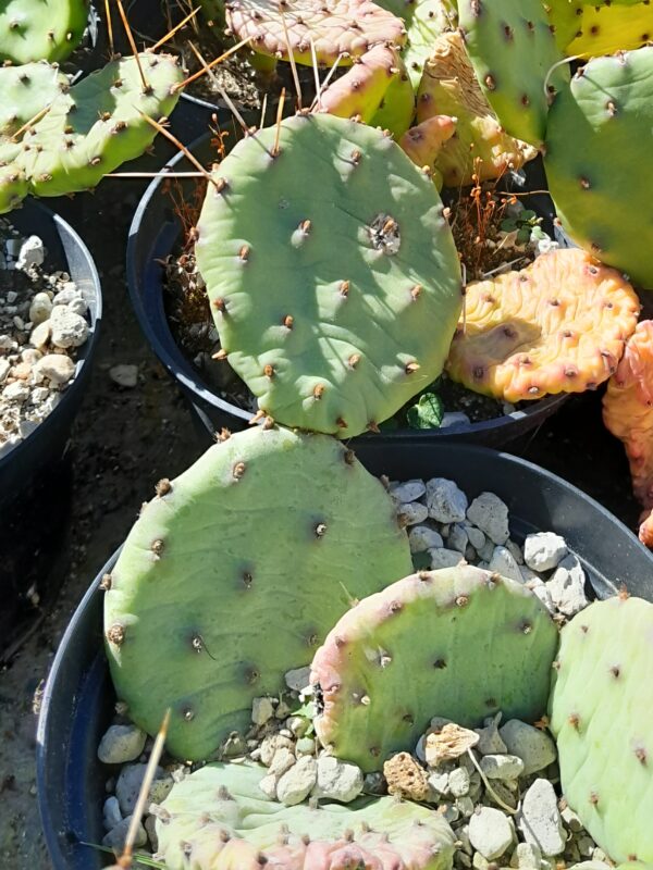Opuntia mesacantha