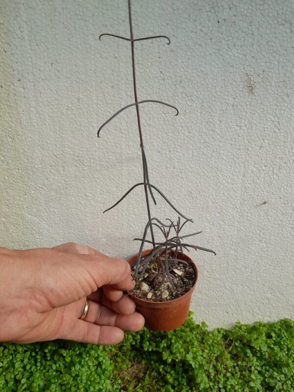 Kalanchoe beauverdii