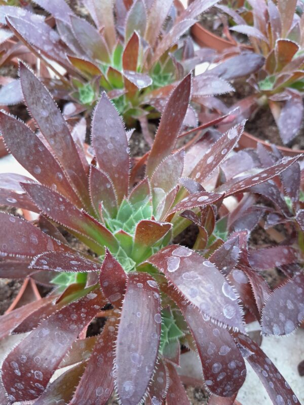 Aeonium cv. Firecracker