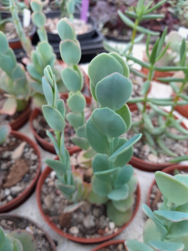 Kalanchoe marnieriana