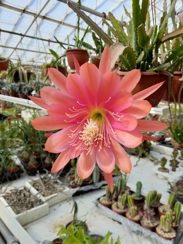 Epiphyllum cv. Red Tip
