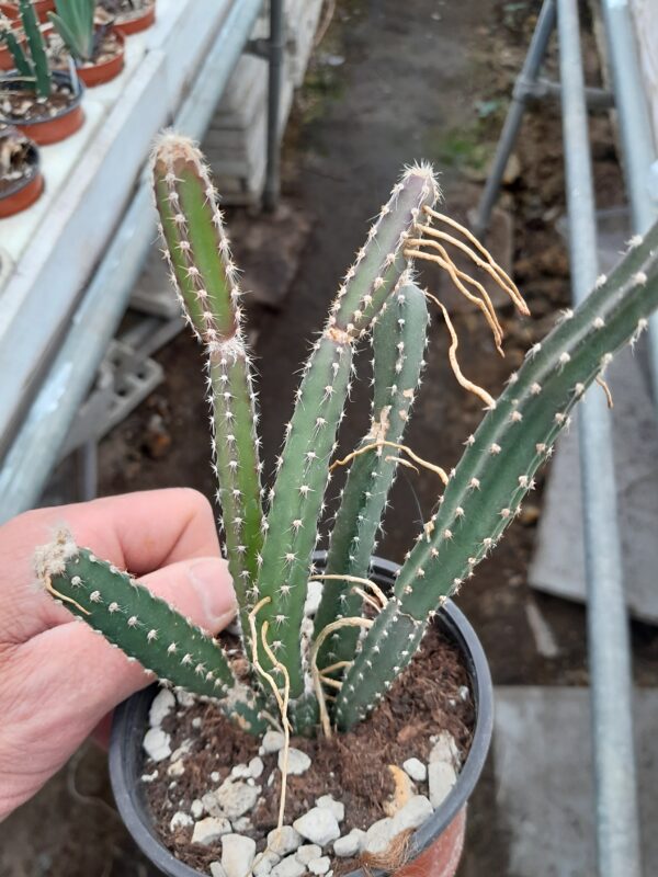 Selenicereus grandiflorus