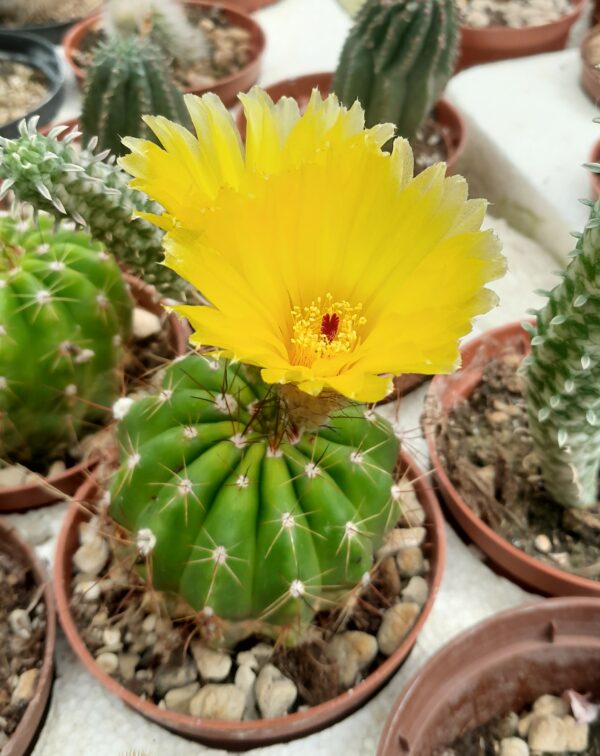 Parodia ottonis
