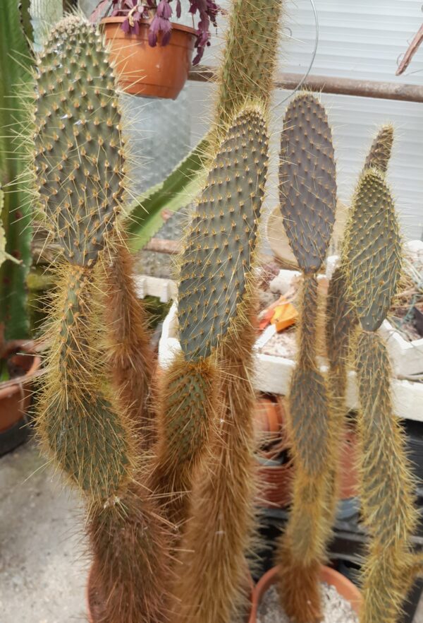Opuntia echios v. gigantea