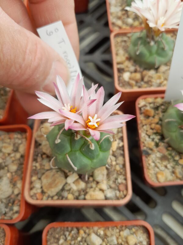 Turbinicarpus roseiflorus