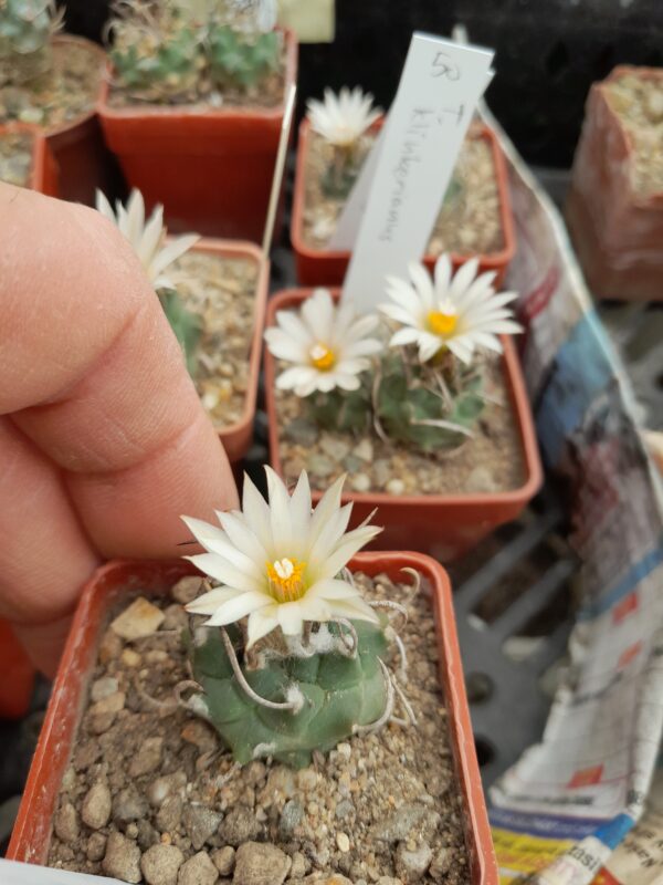 Turbinicarpus klinkerianus